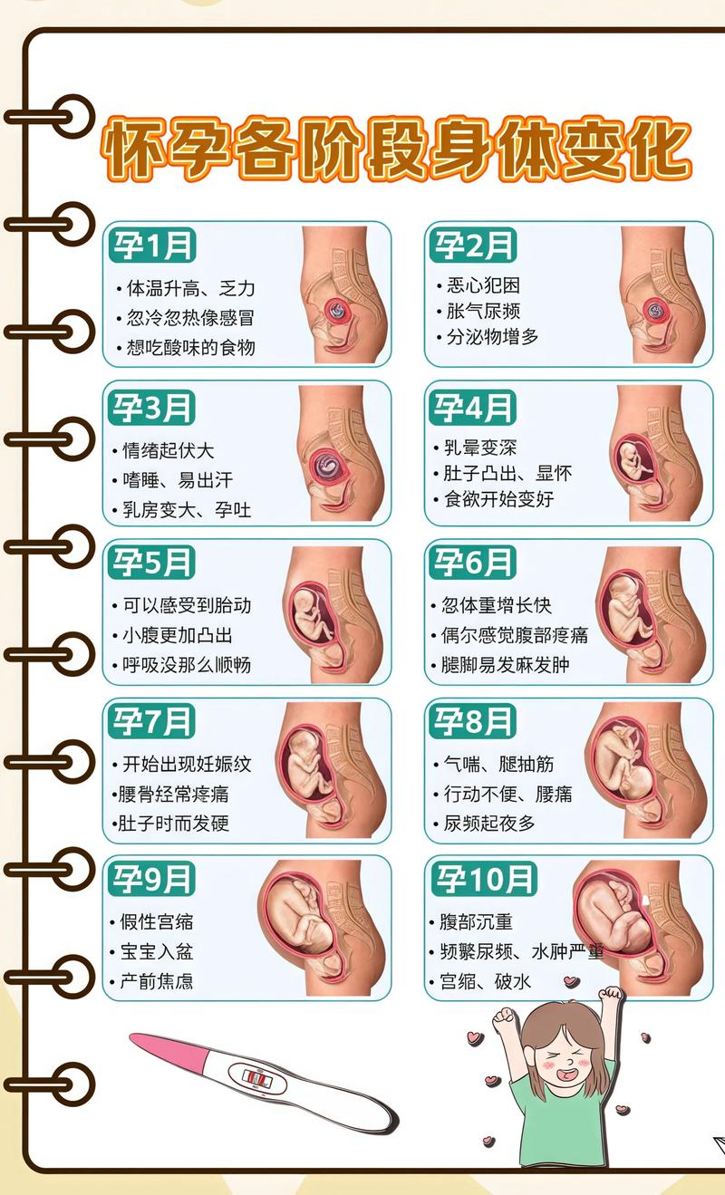 揭秘供卵代孕妈妈怀孕小腹分两节，孕期变化的奥秘随州代生机构: